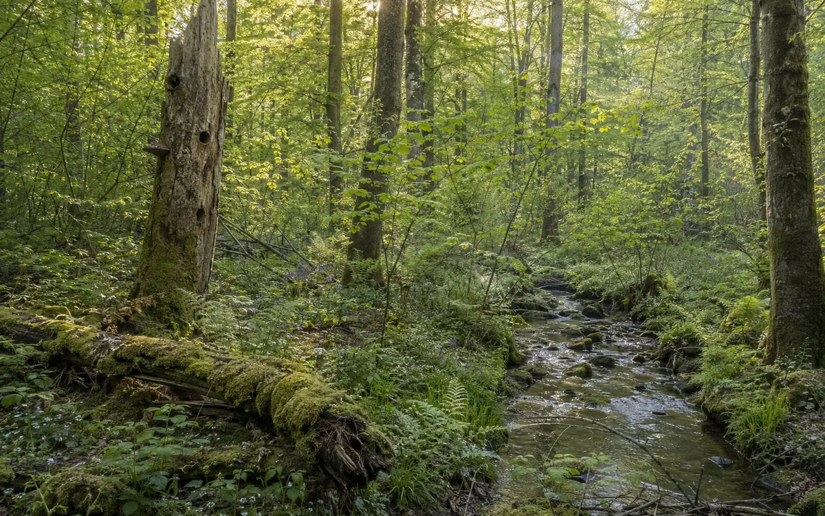 Forêt française et biodiversité
